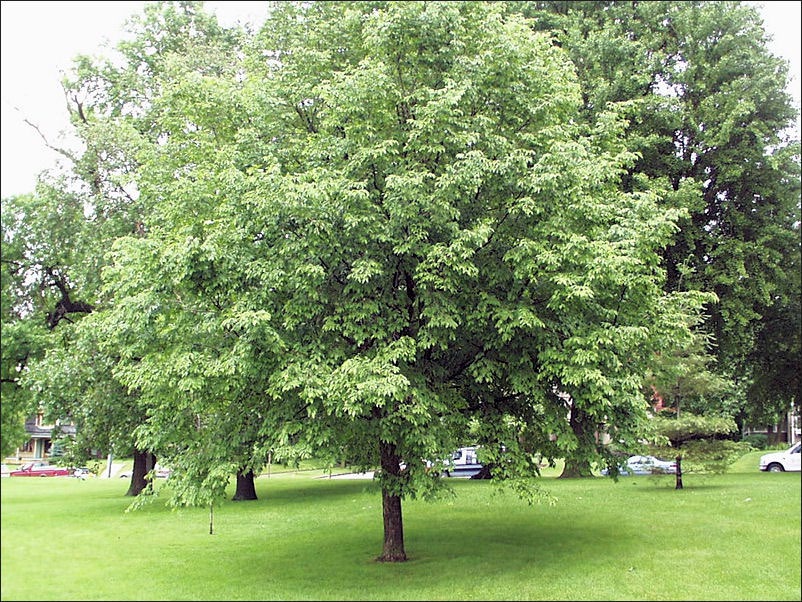 American linden tree