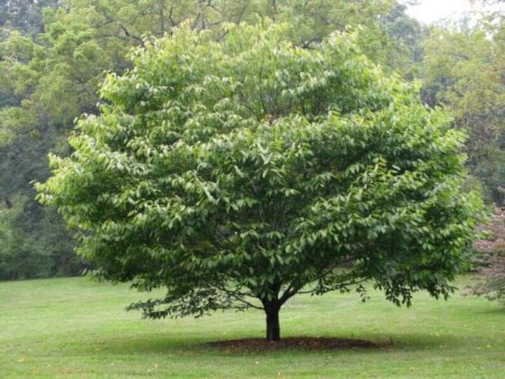 American linden tree